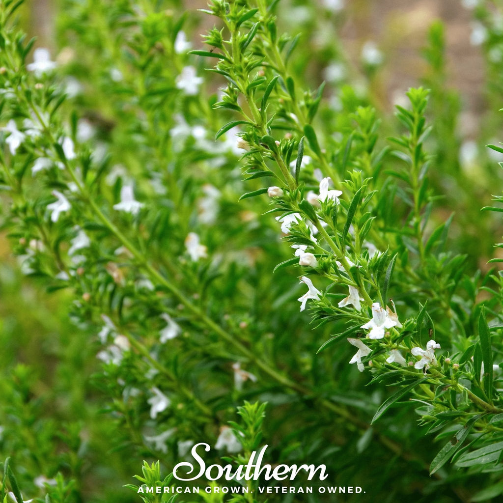 Winter Savory – 100 Seeds | | Wiccan Center