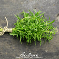 Winter Savory – 100 Seeds | | Wiccan Center