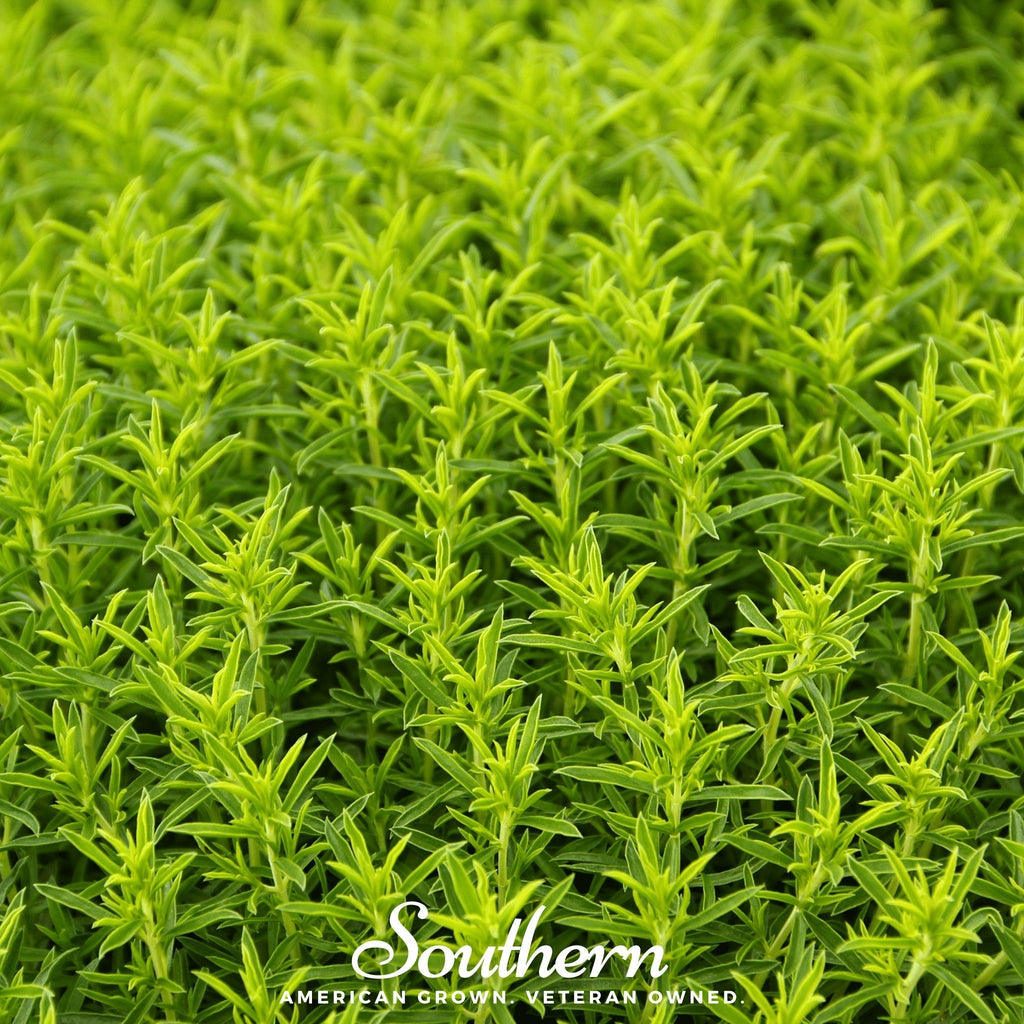 Winter Savory – 100 Seeds | | Wiccan Center