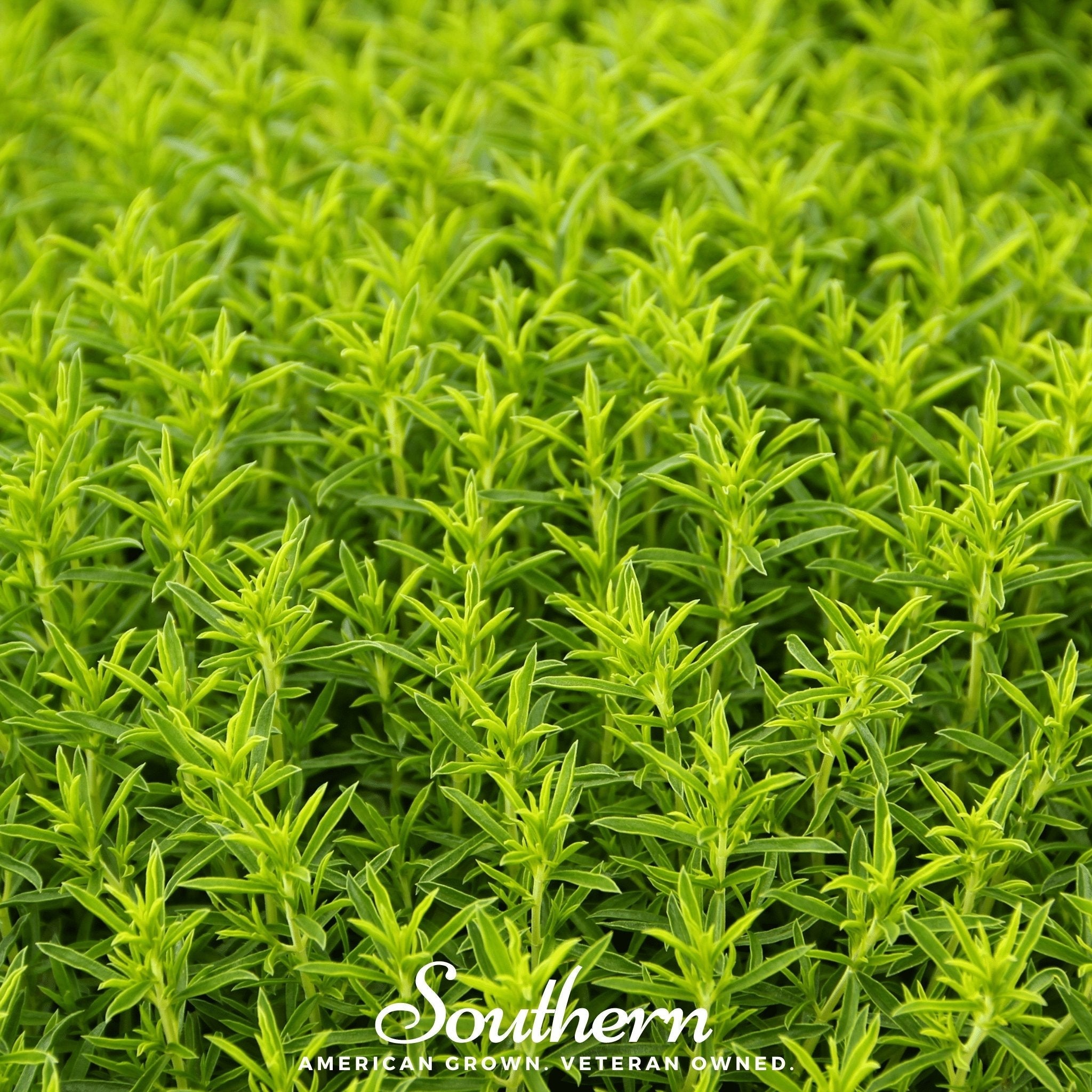 Winter Savory – 100 Seeds | | Wiccan Center