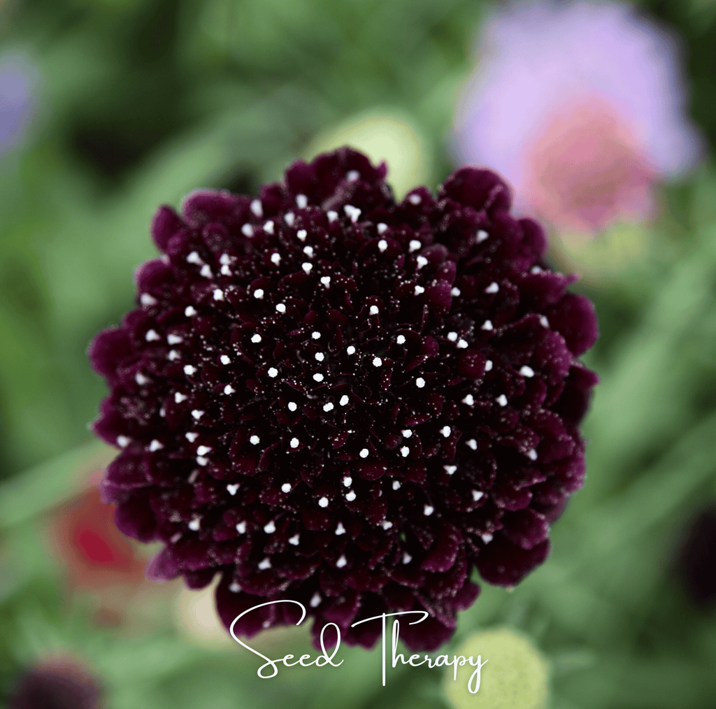 Black Knight Scabiosa – 30 Seeds | Seeds | Wiccan Center