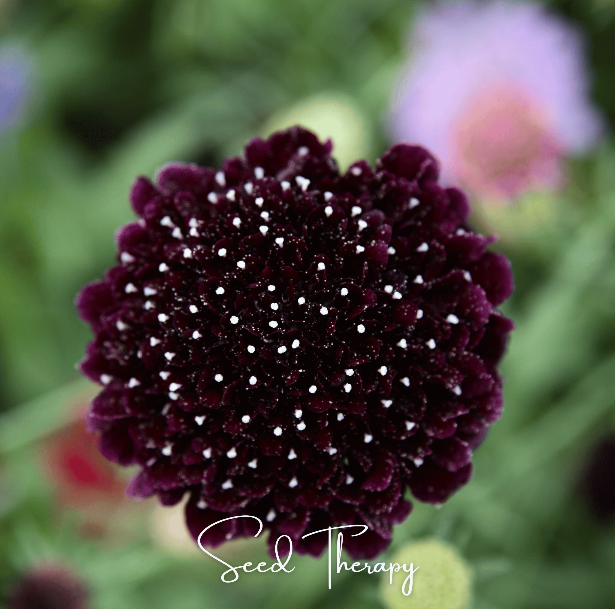 Black Knight Scabiosa – 30 Seeds | Seeds | Wiccan Center