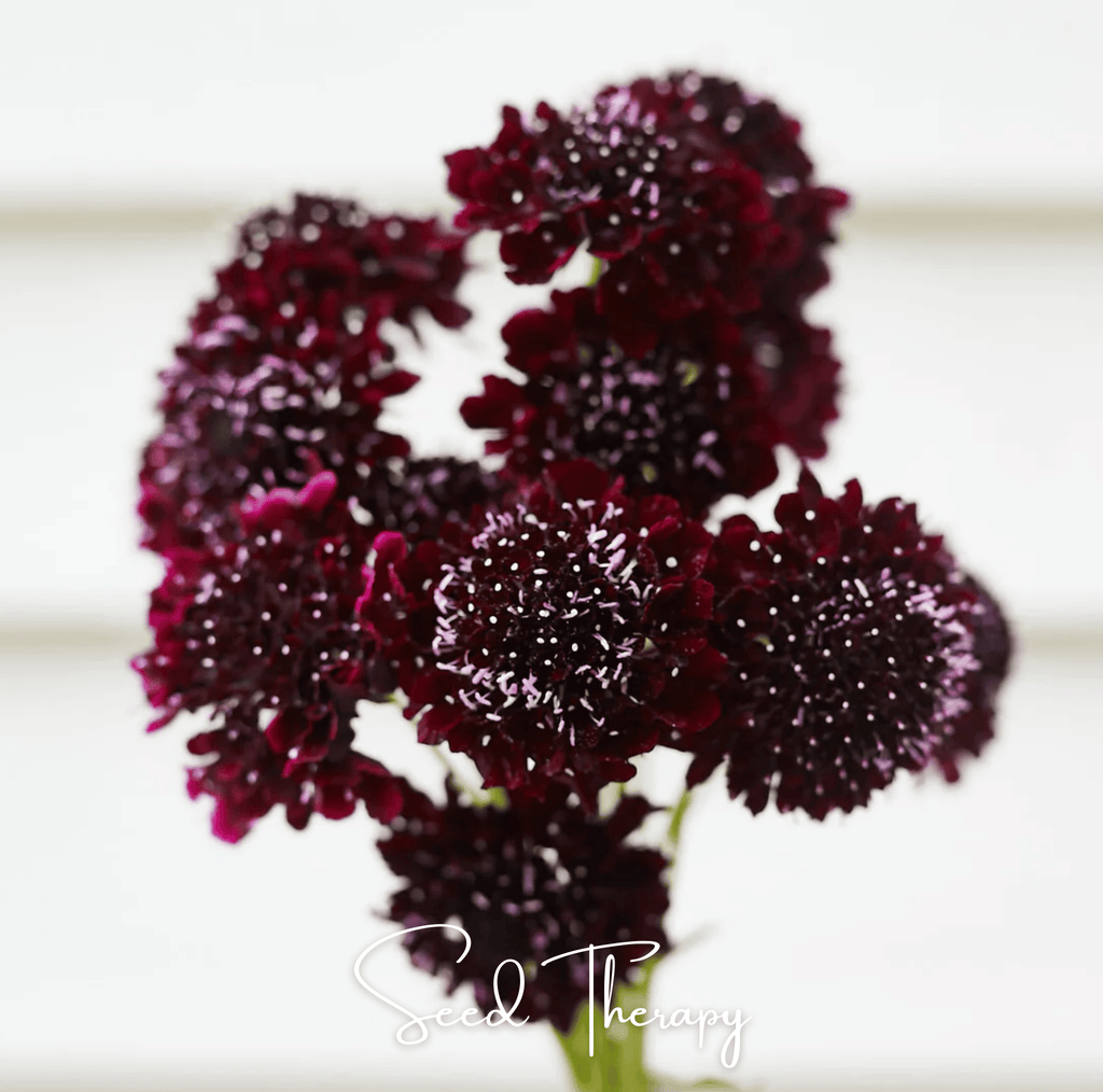Black Knight Scabiosa – 30 Seeds | Seeds | Wiccan Center
