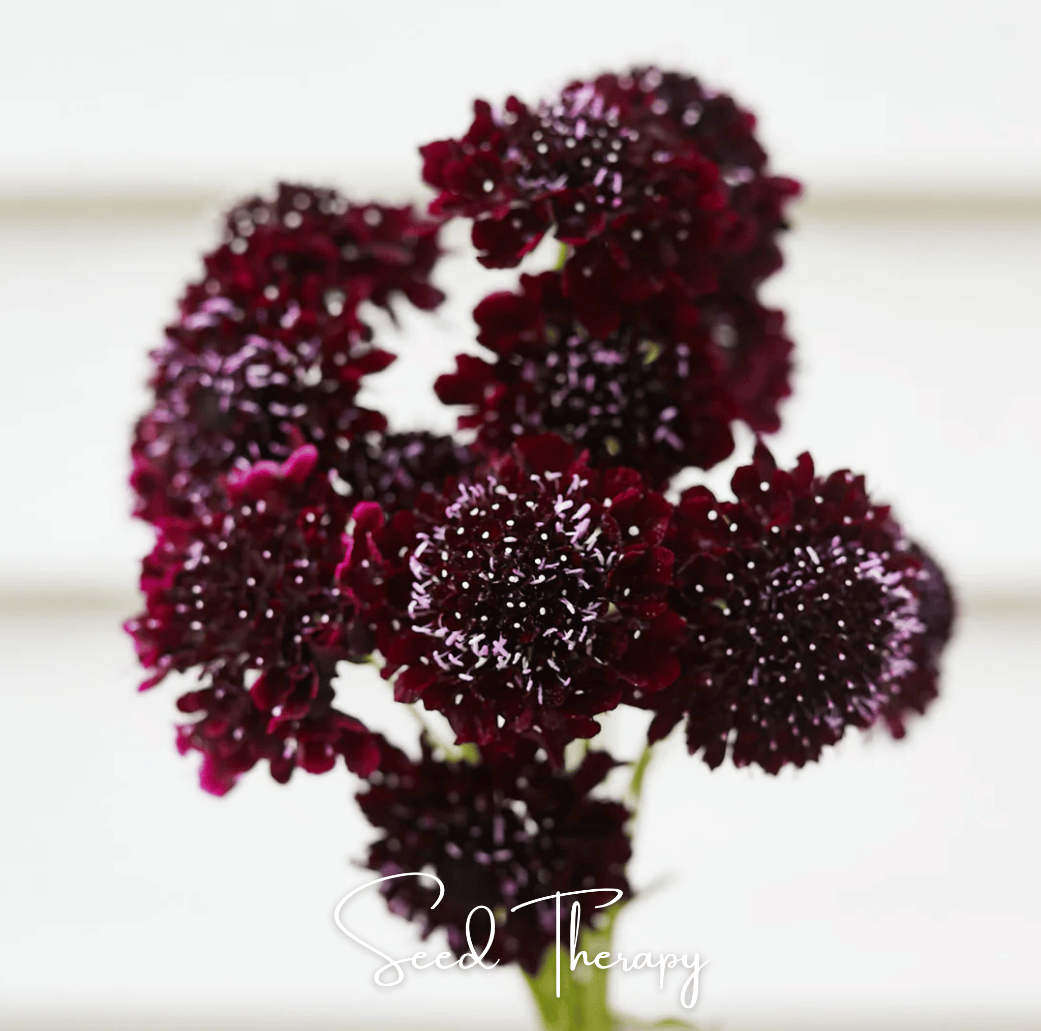 Black Knight Scabiosa – 30 Seeds | Seeds | Wiccan Center