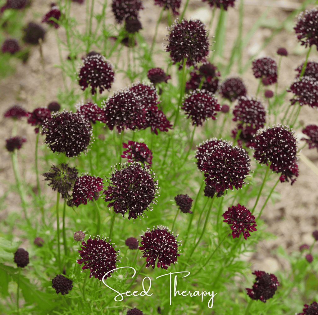 Black Knight Scabiosa – 30 Seeds | Seeds | Wiccan Center