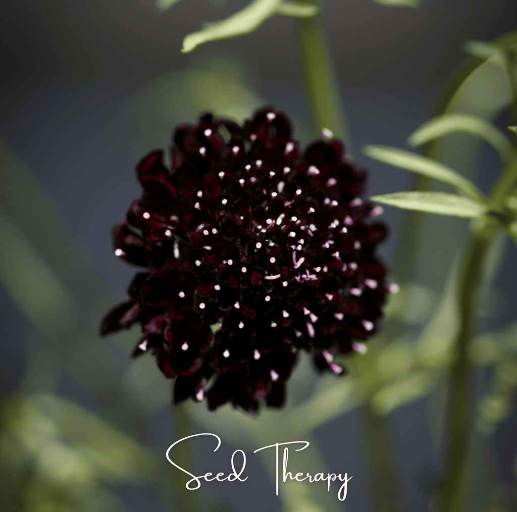 Black Knight Scabiosa – 30 Seeds | Seeds | Wiccan Center