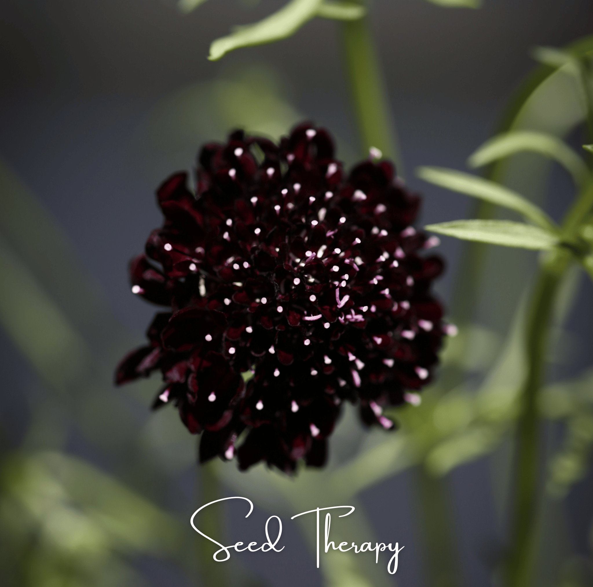 Black Knight Scabiosa – 30 Seeds | Seeds | Wiccan Center