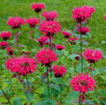 Scarlet Bee Balm – 20 Seeds | Seeds | Wiccan Center