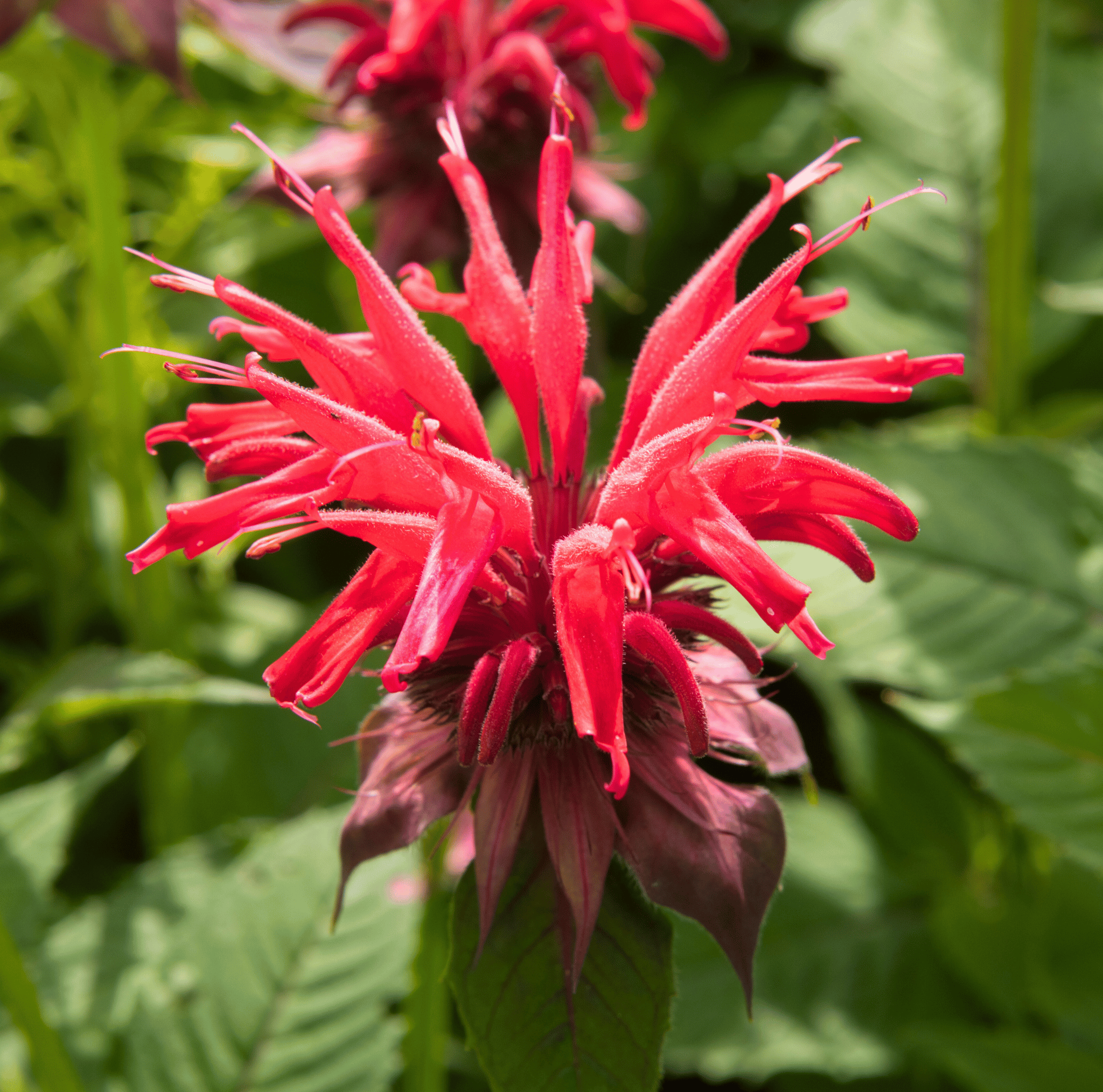 Scarlet Bee Balm – 20 Seeds | Seeds | Wiccan Center