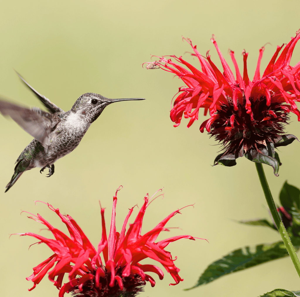 Scarlet Bee Balm – 20 Seeds | Seeds | Wiccan Center