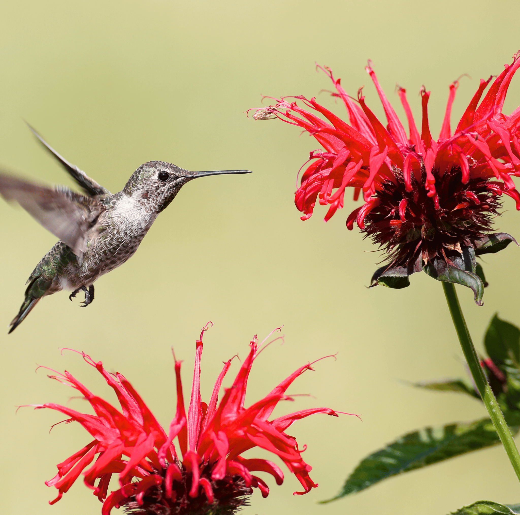 Scarlet Bee Balm – 20 Seeds | Seeds | Wiccan Center