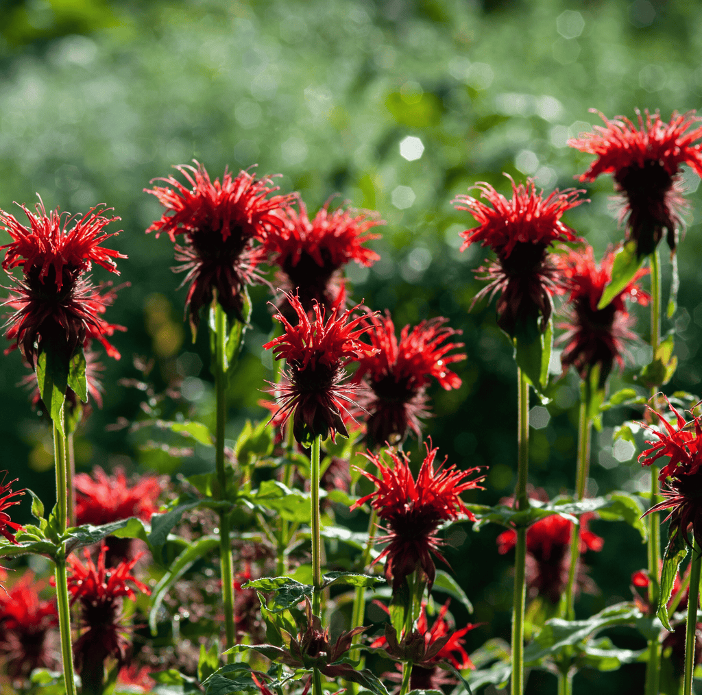 Scarlet Bee Balm – 20 Seeds | Seeds | Wiccan Center