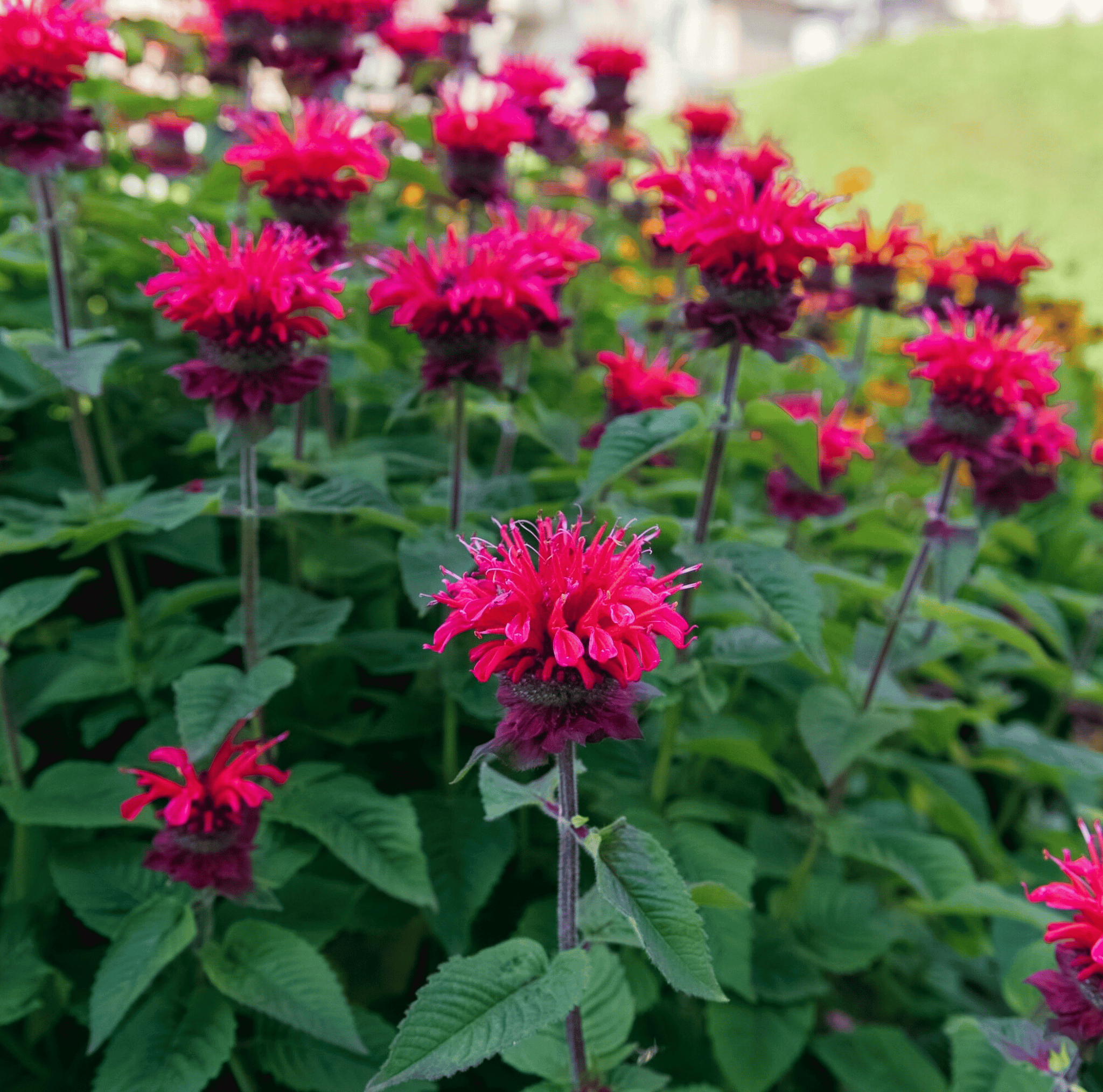 Scarlet Bee Balm – 20 Seeds | Seeds | Wiccan Center