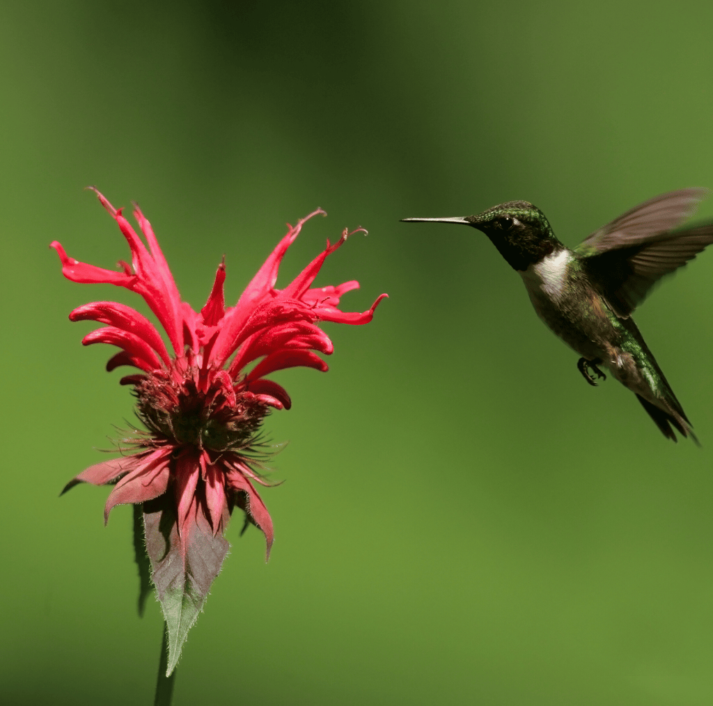 Scarlet Bee Balm – 20 Seeds | Seeds | Wiccan Center