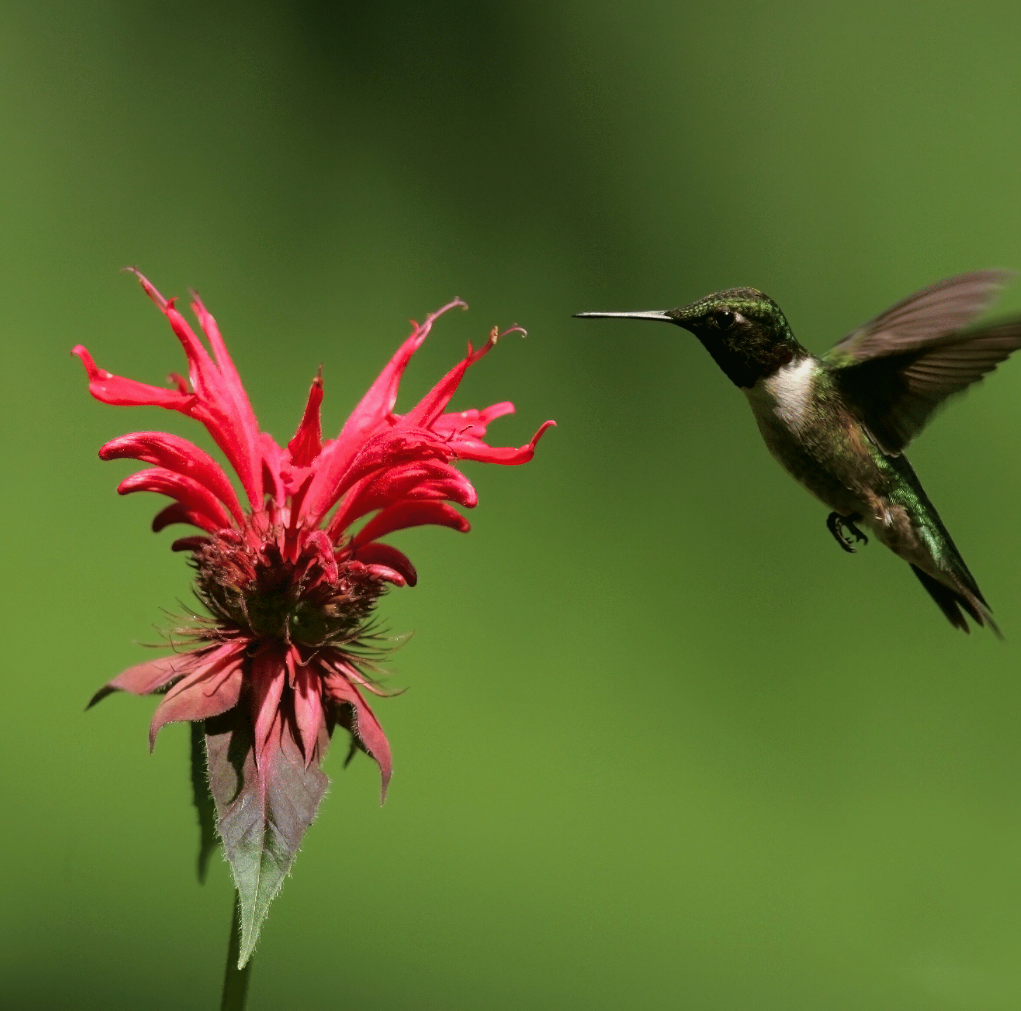 Scarlet Bee Balm – 20 Seeds | Seeds | Wiccan Center