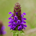 Self Heal (Heal All, All Heal) – 50 Seeds | | Wiccan Center