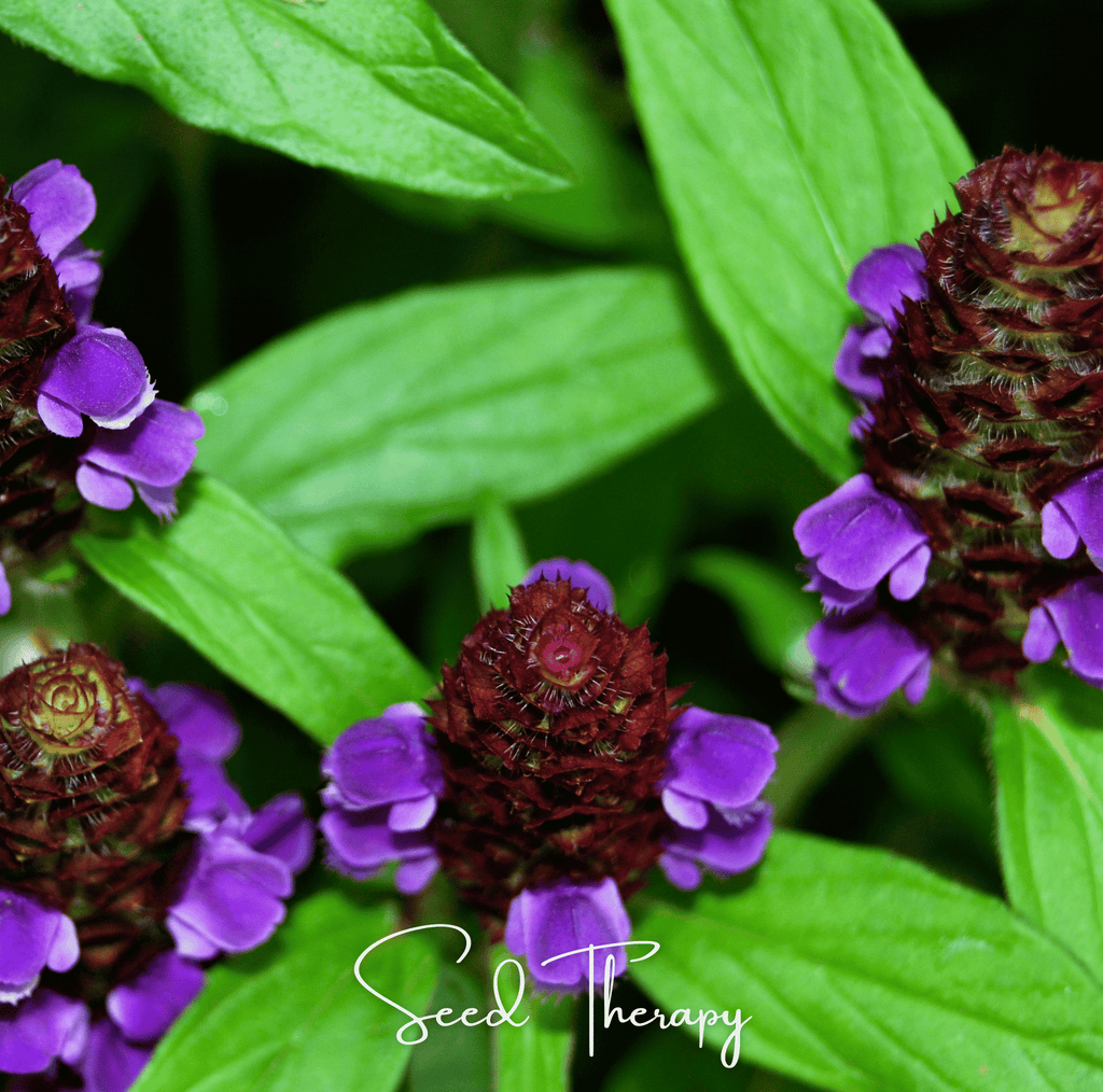 Self Heal (Heal All, All Heal) – 50 Seeds | | Wiccan Center