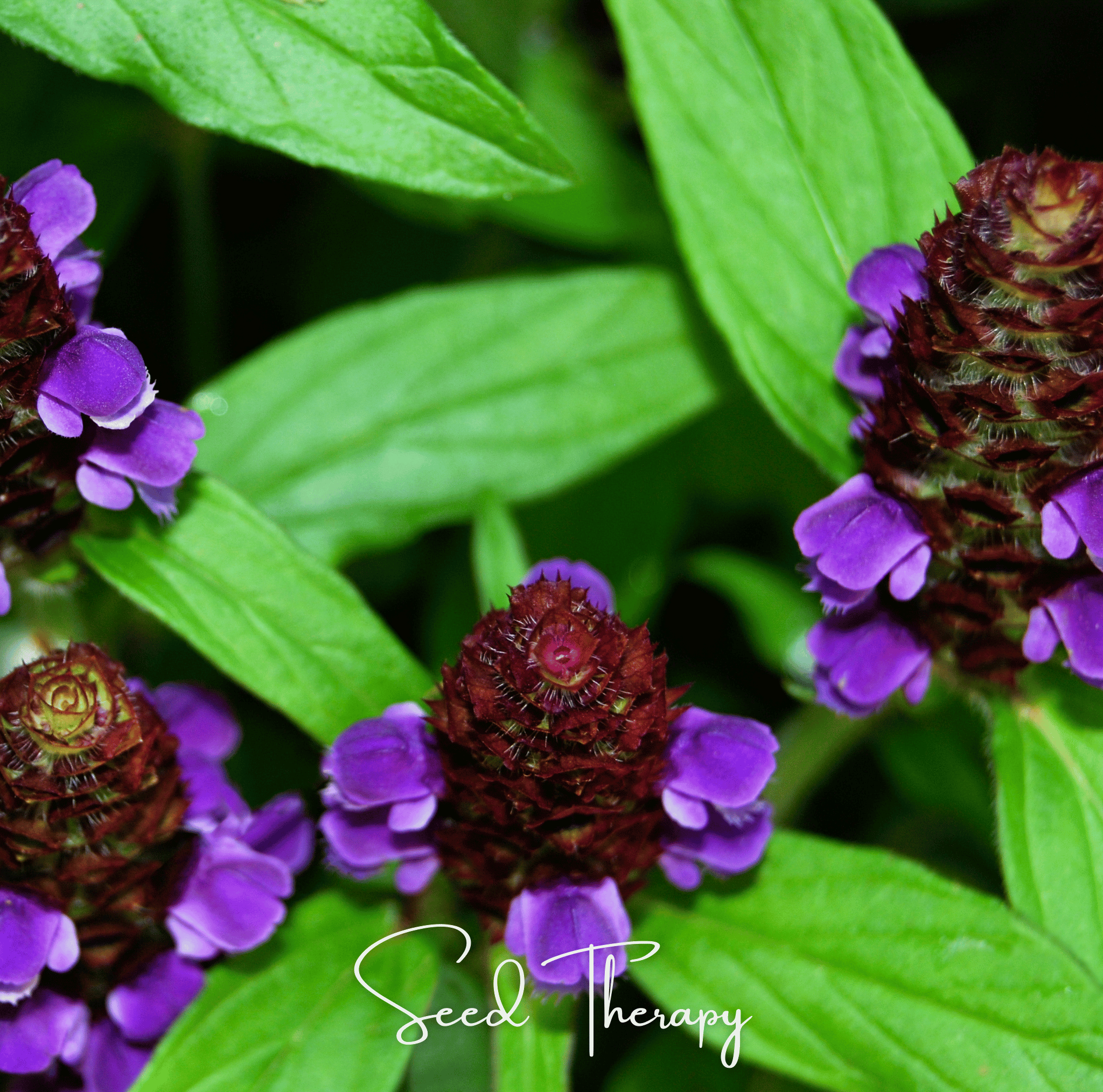 Self Heal (Heal All, All Heal) – 50 Seeds | | Wiccan Center