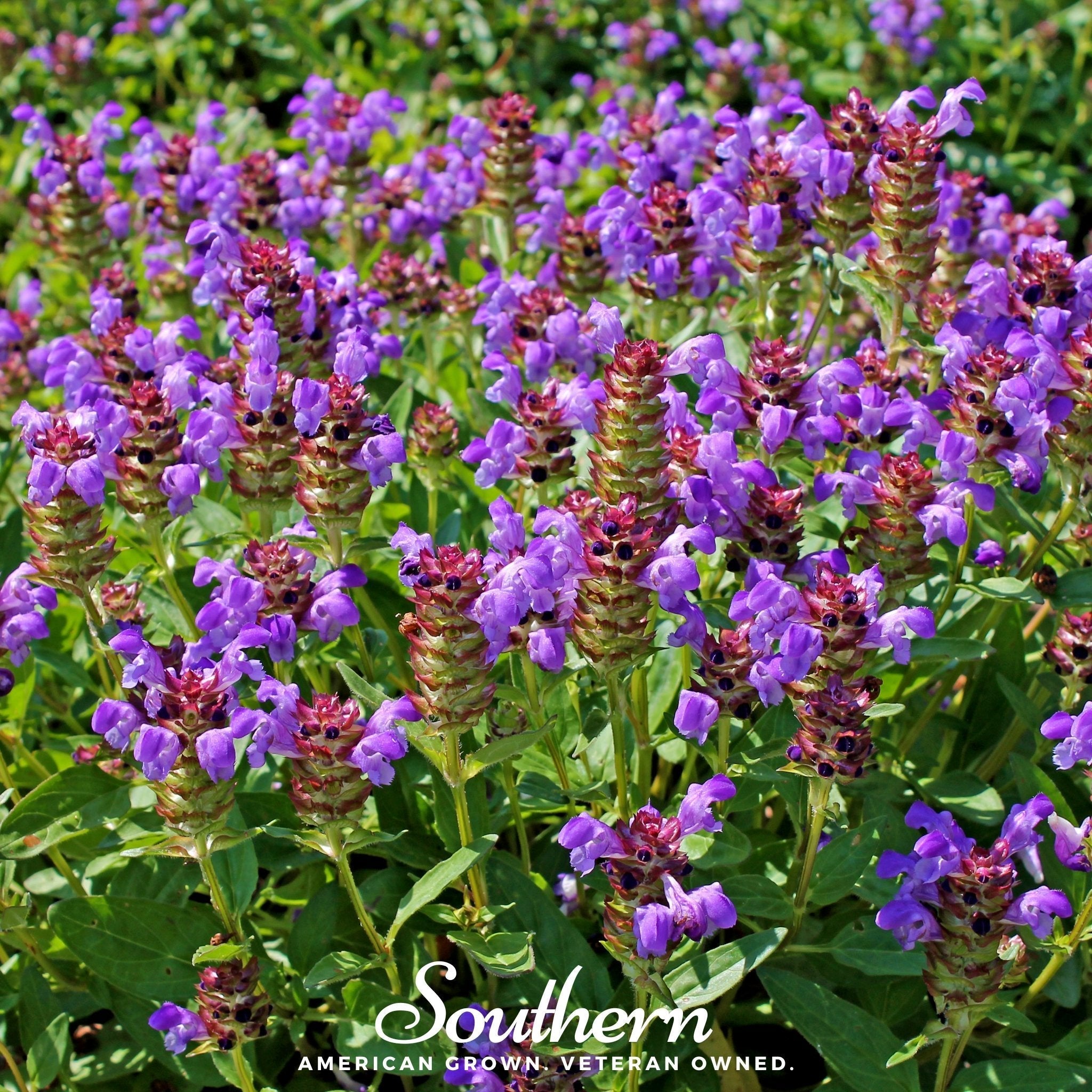 Self Heal (Heal All, All Heal) – 50 Seeds | | Wiccan Center
