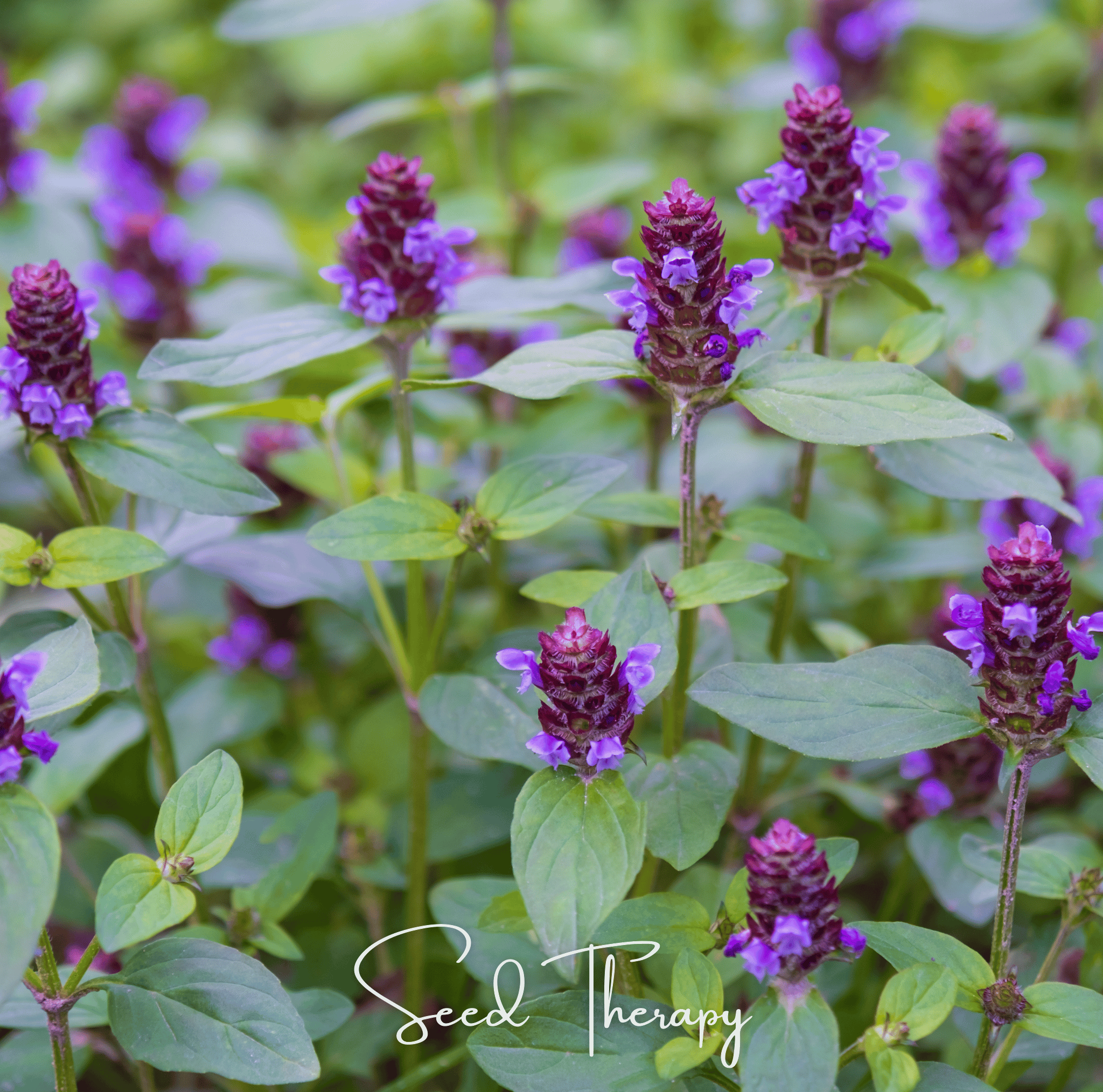 Self Heal (Heal All, All Heal) – 50 Seeds | | Wiccan Center