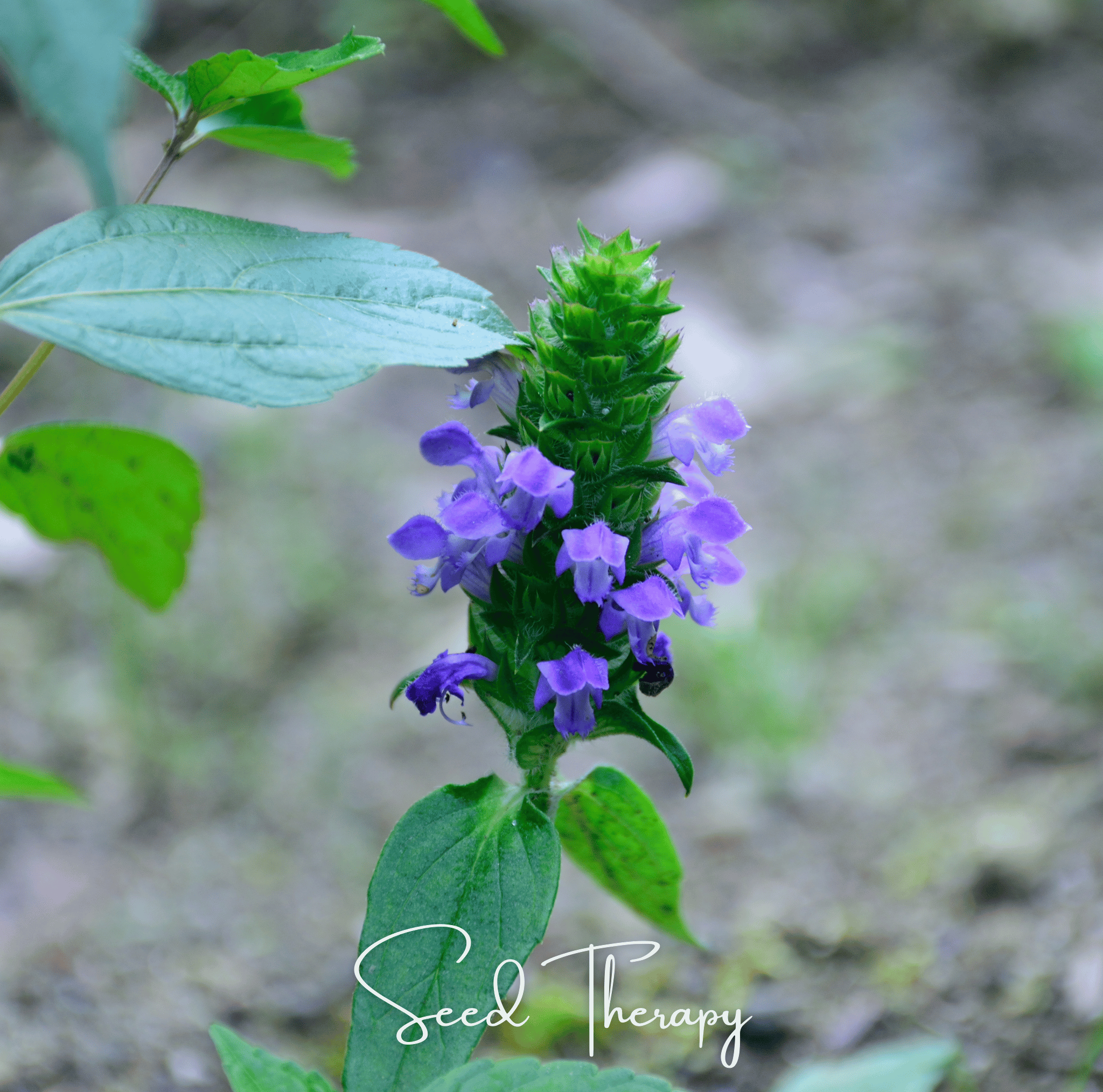 Self Heal (Heal All, All Heal) – 50 Seeds | | Wiccan Center