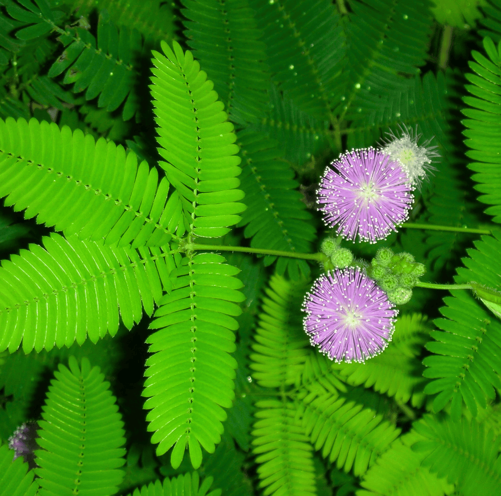 Sensitive Plant Mimosa – 50 Seeds – Responds When Touched | Seeds | Wiccan Center