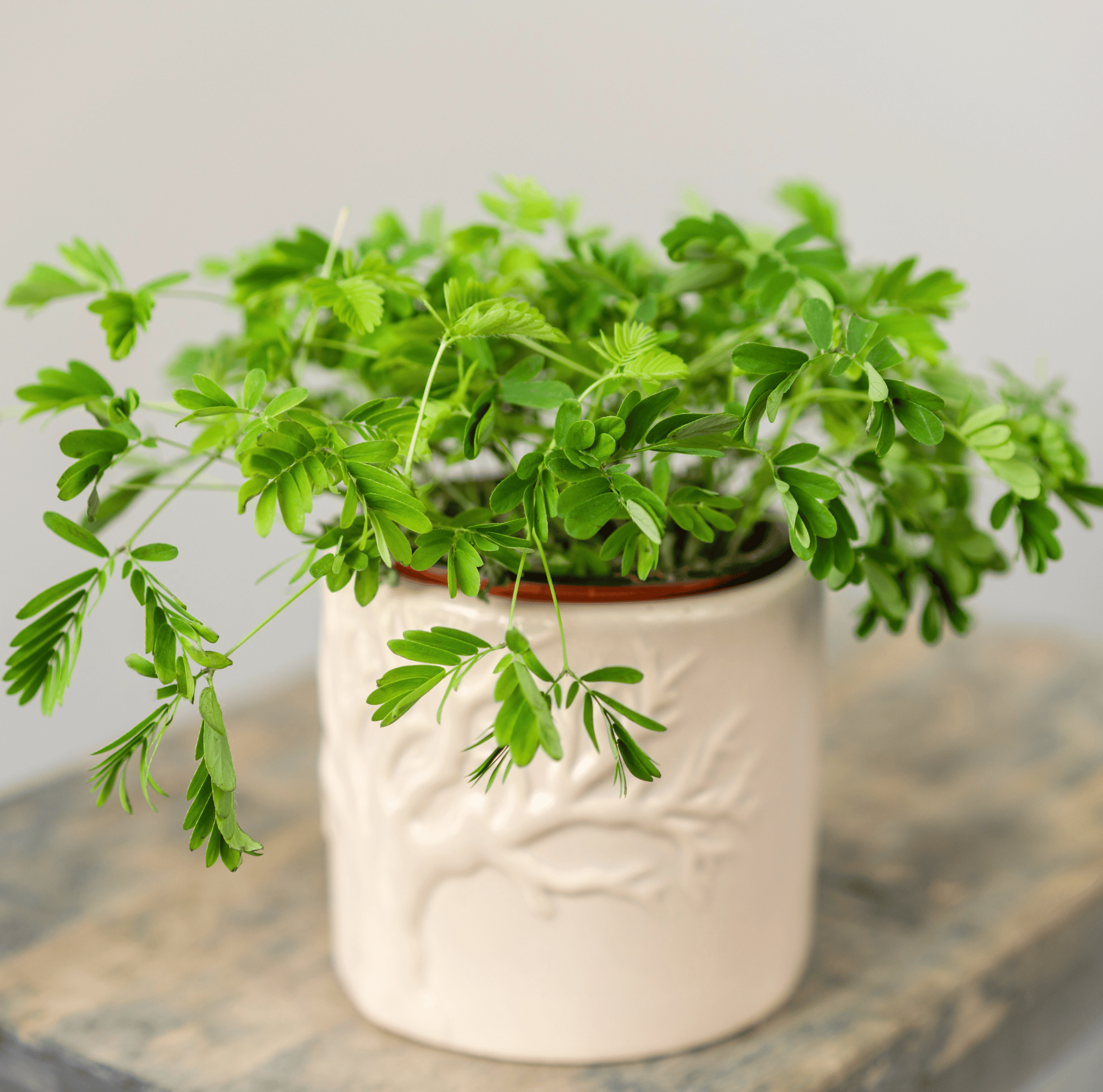 Sensitive Plant Mimosa – 50 Seeds – Responds When Touched | Seeds | Wiccan Center