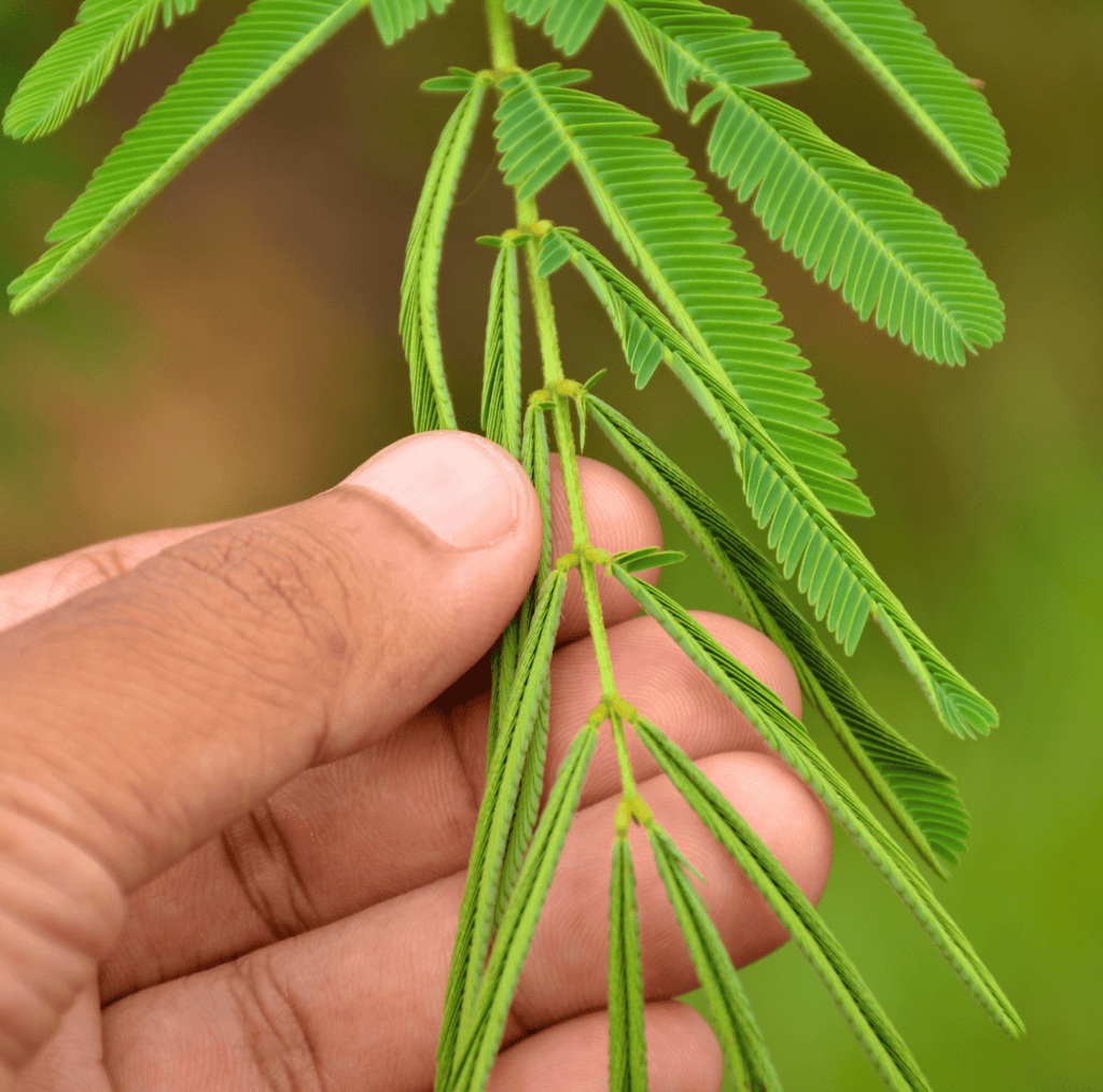 Sensitive Plant Mimosa – 50 Seeds – Responds When Touched | Seeds | Wiccan Center