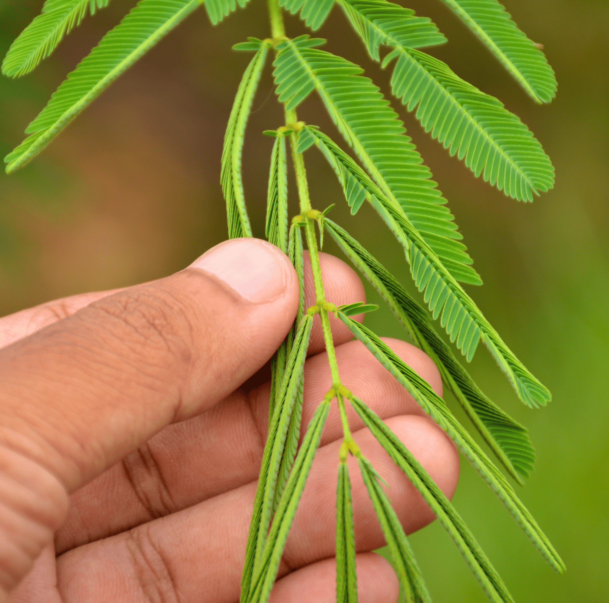 Sensitive Plant Mimosa – 50 Seeds – Responds When Touched | Seeds | Wiccan Center