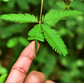 Sensitive Plant Mimosa – 50 Seeds – Responds When Touched | Seeds | Wiccan Center