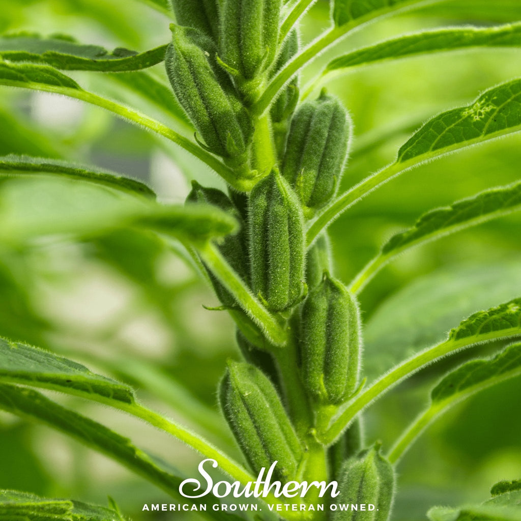 Black Sesame – 100 Seeds | | Wiccan Center