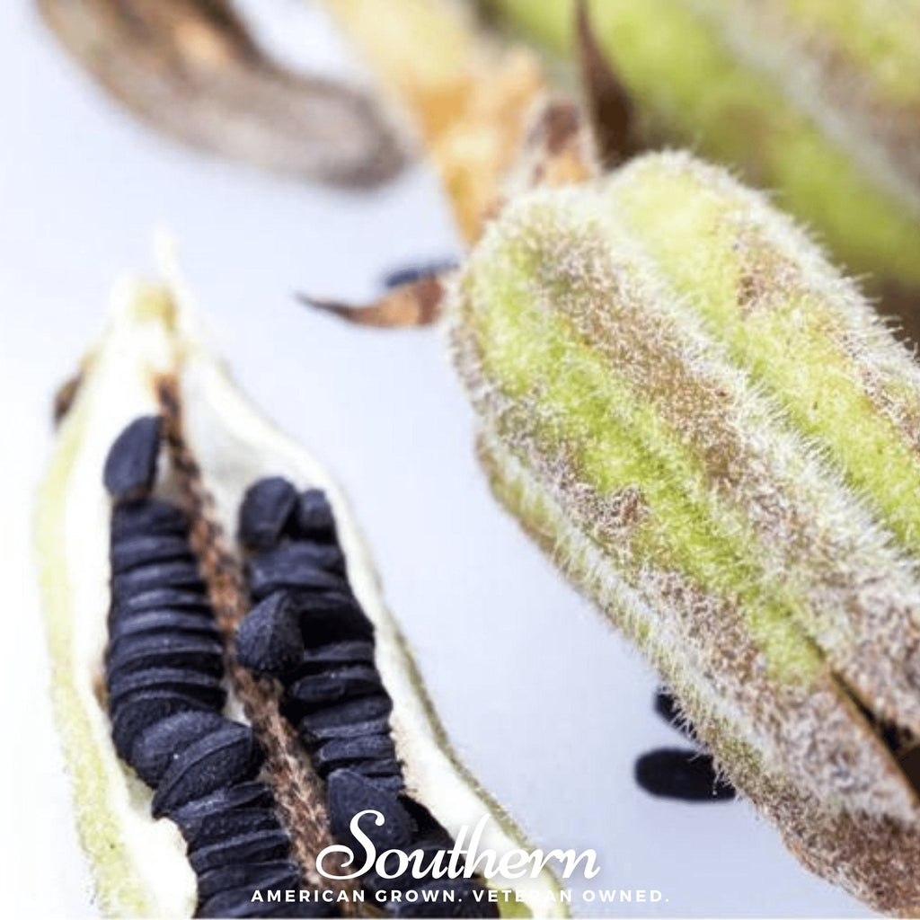 Black Sesame – 100 Seeds | | Wiccan Center