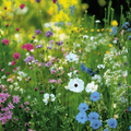 Shady Area Wildflower Seed Mix (20 Varieties) – 1,000 Seeds | Seeds | Wiccan Center
