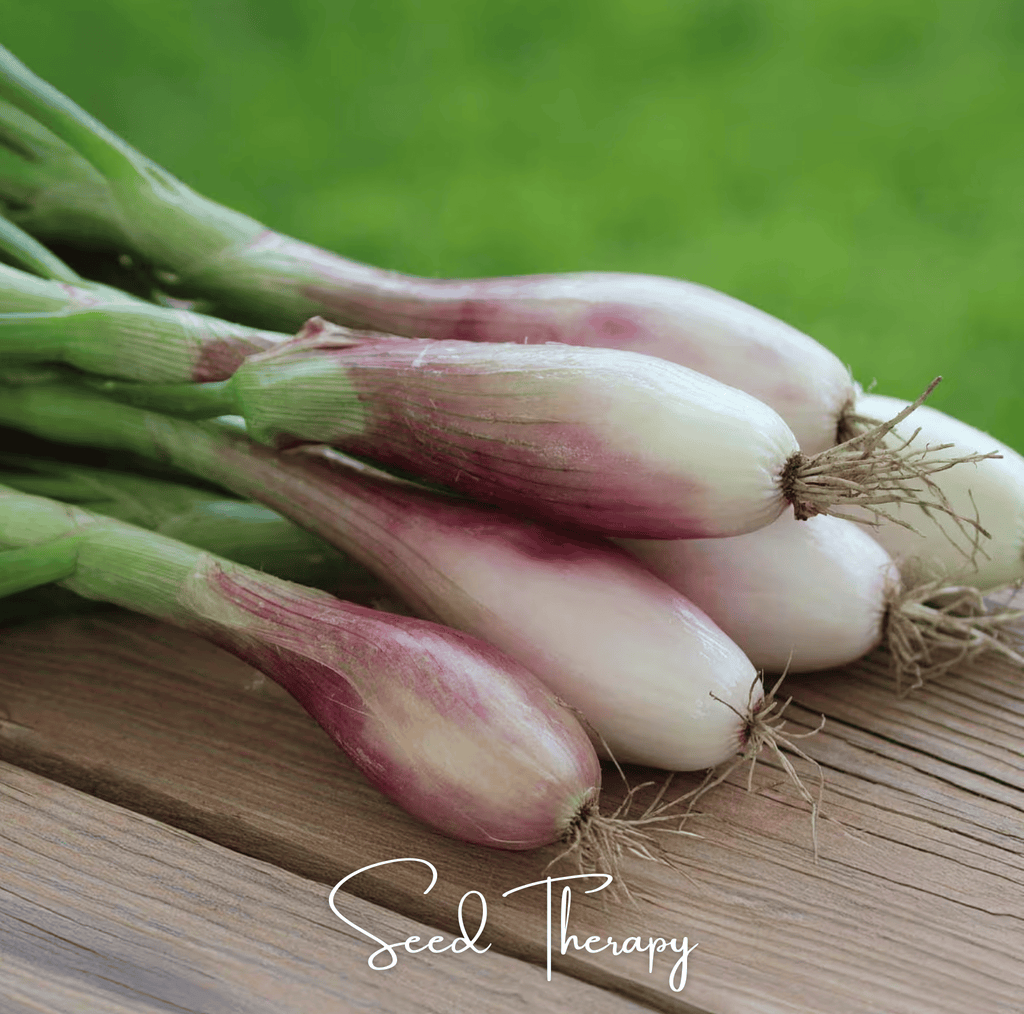 Zebrune Shallot – 25 Seeds | Seeds | Wiccan Center