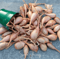 Zebrune Shallot – 25 Seeds | Seeds | Wiccan Center
