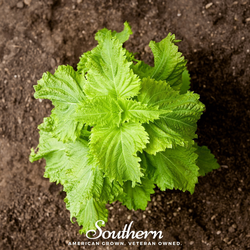 Green Shiso – 200 Seeds | Seeds | Wiccan Center