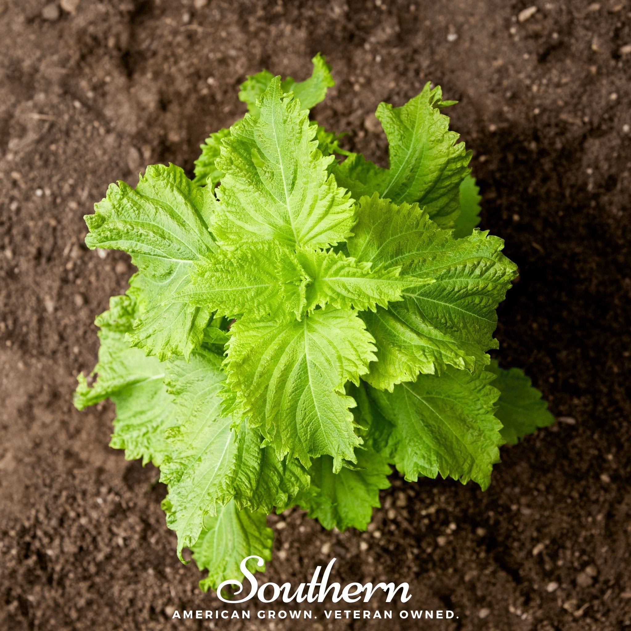 Green Shiso – 200 Seeds | Seeds | Wiccan Center