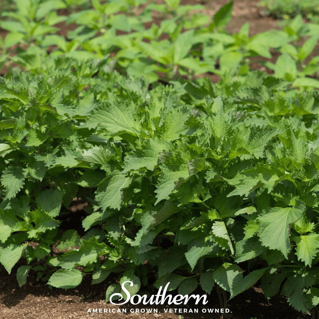 Green Shiso – 200 Seeds | Seeds | Wiccan Center