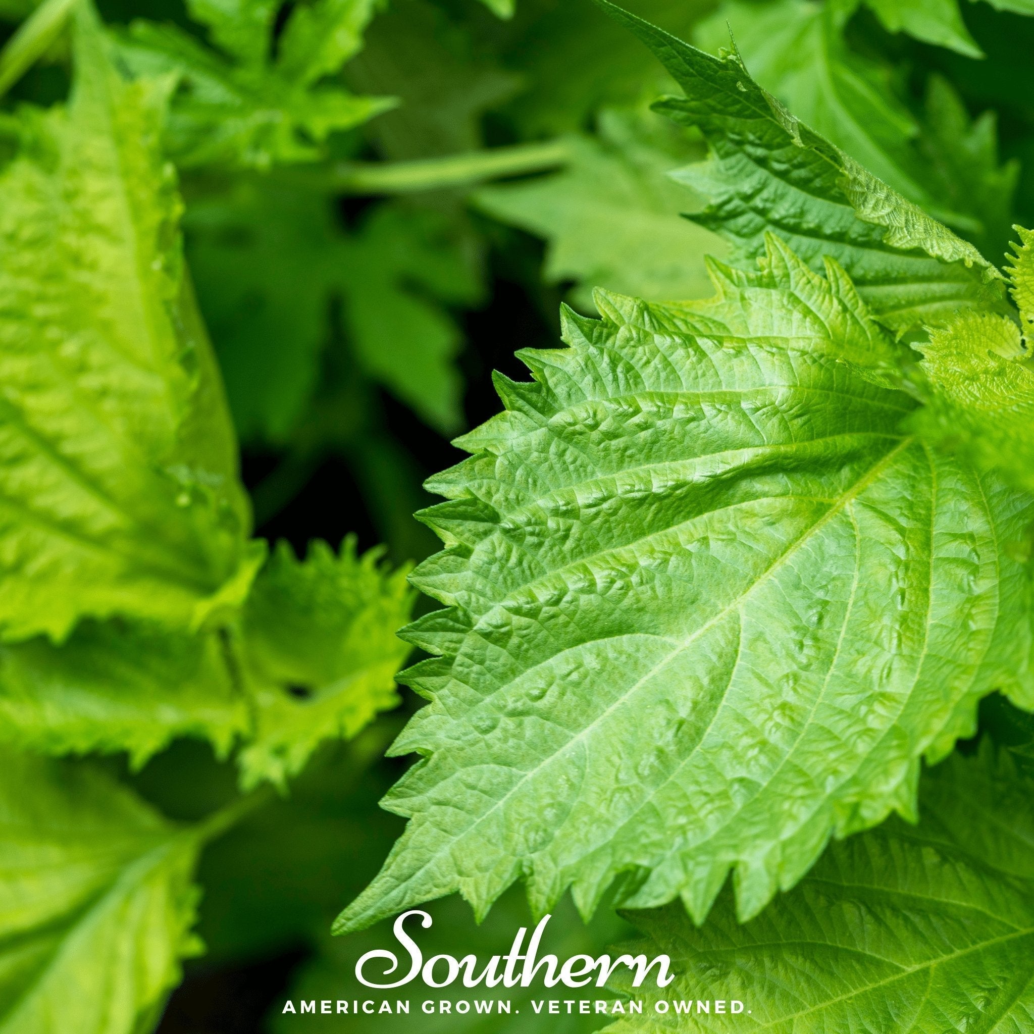 Green Shiso – 200 Seeds | Seeds | Wiccan Center