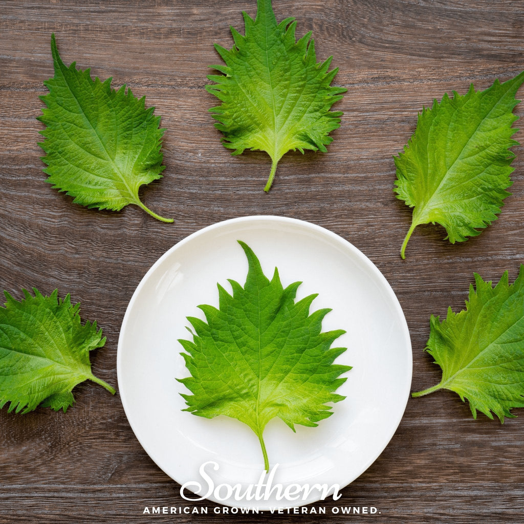 Green Shiso – 200 Seeds | Seeds | Wiccan Center