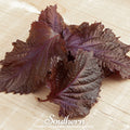 Red Shiso – 200 Seeds | | Wiccan Center
