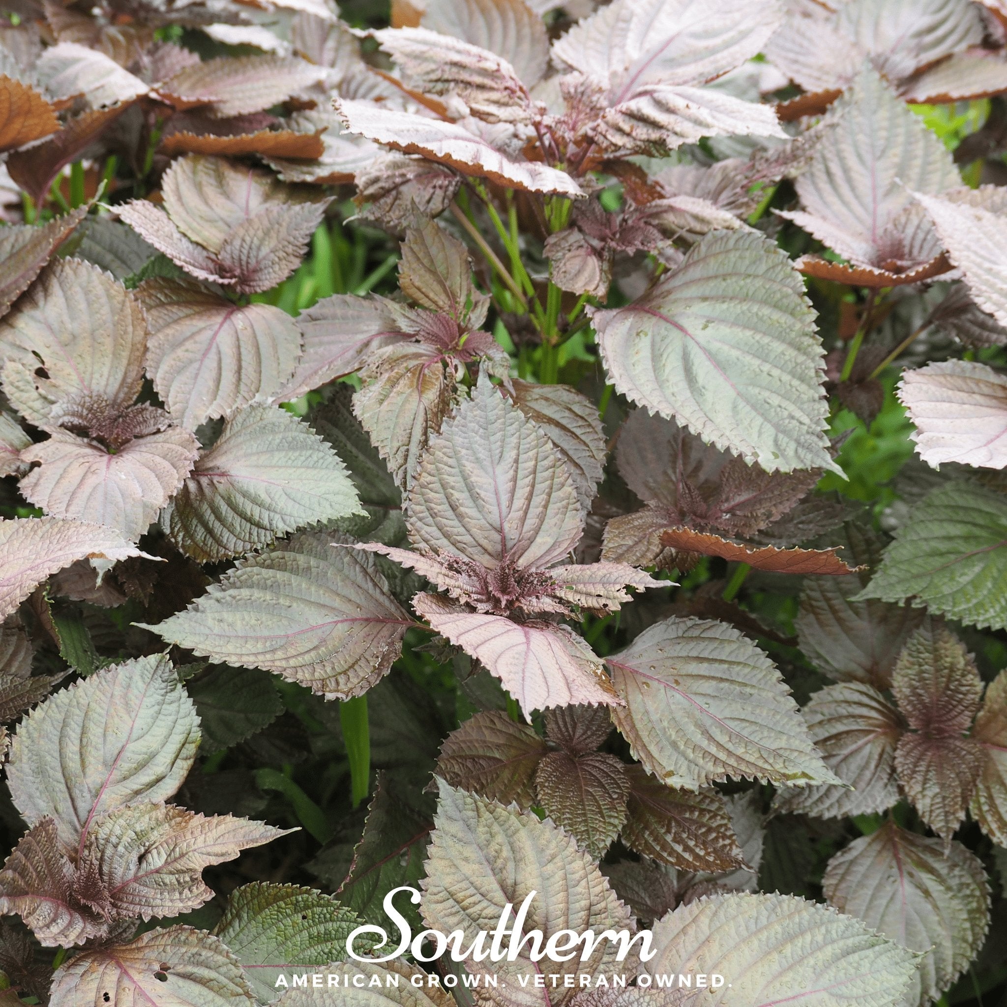 Red Shiso – 200 Seeds | | Wiccan Center