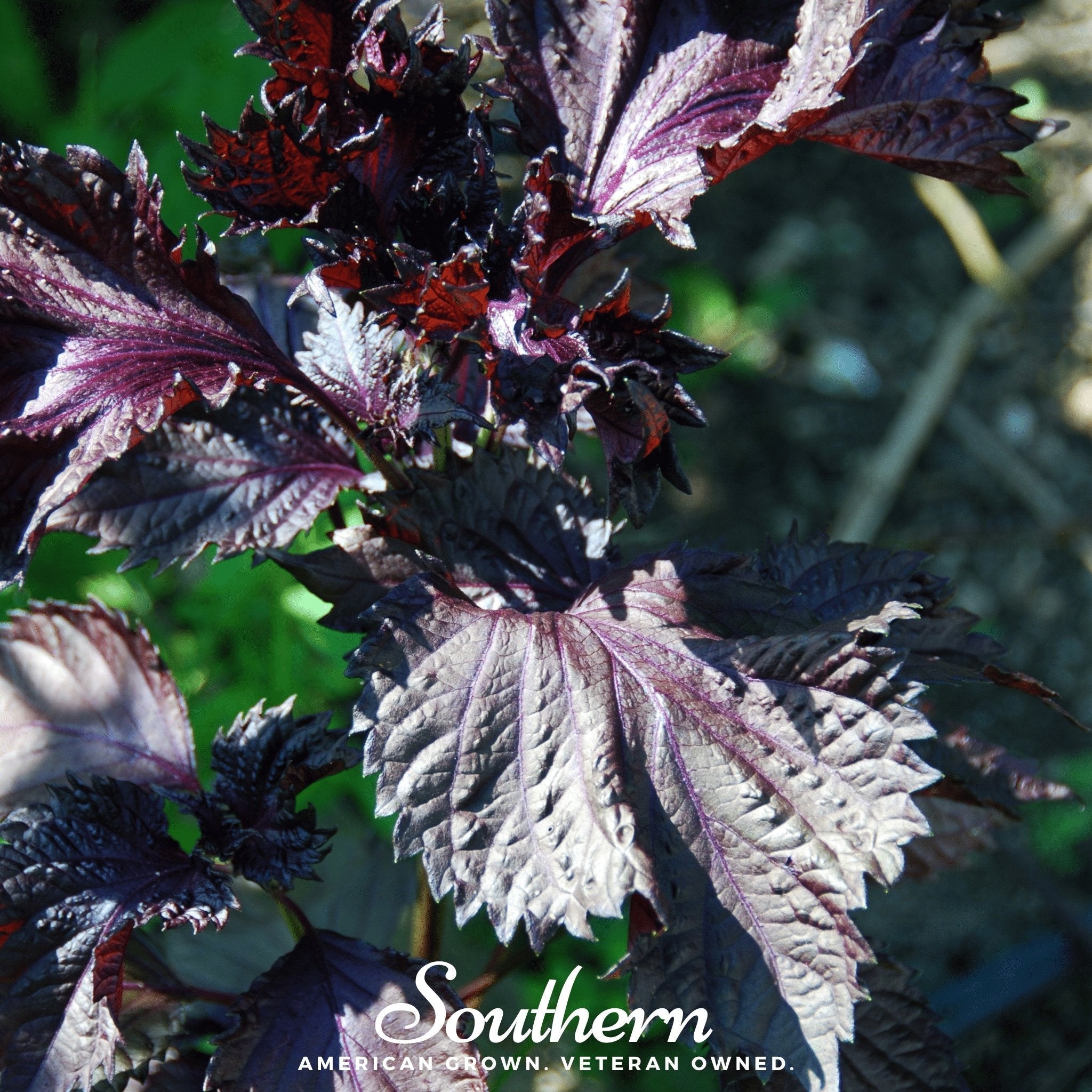 Red Shiso – 200 Seeds | | Wiccan Center