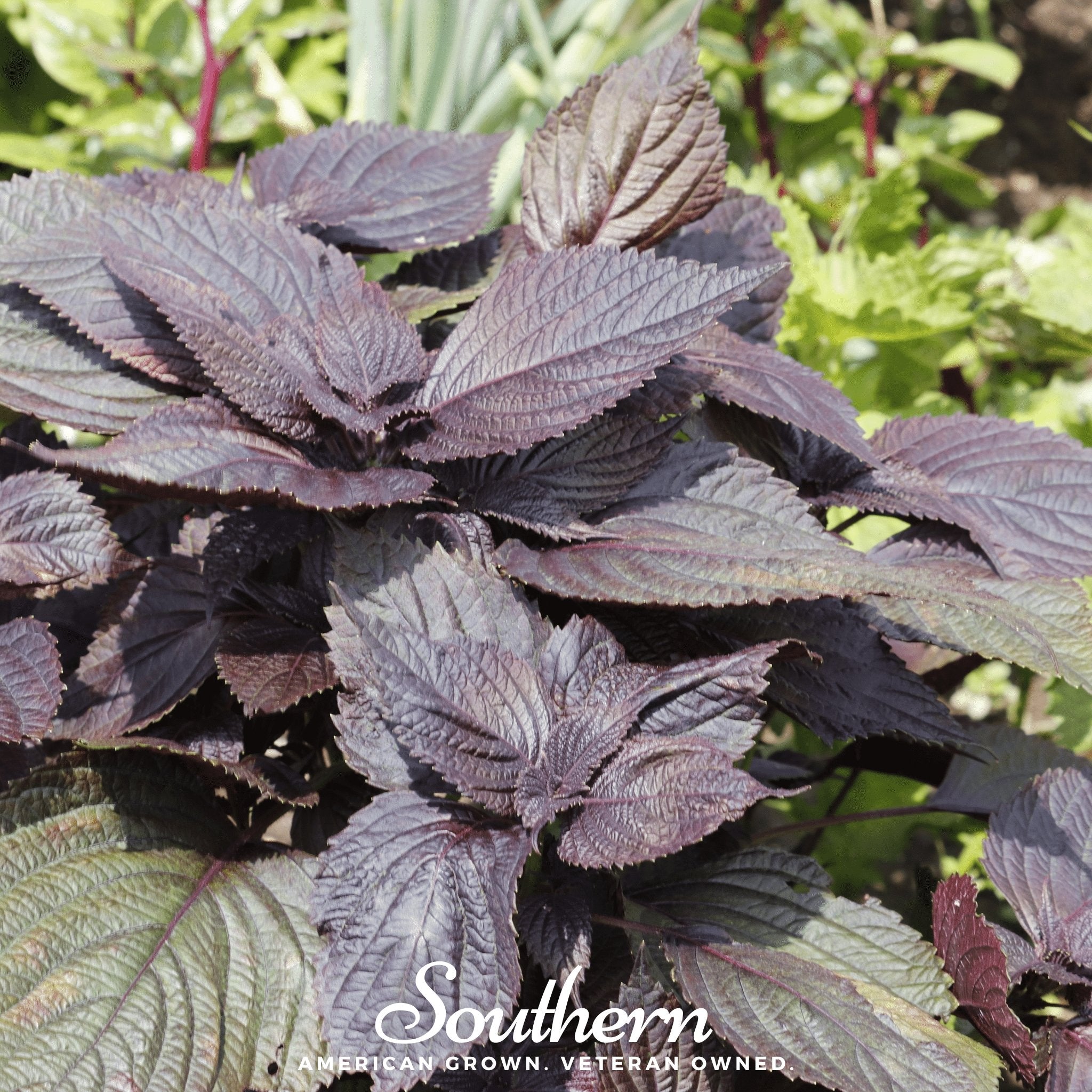 Red Shiso – 200 Seeds | | Wiccan Center