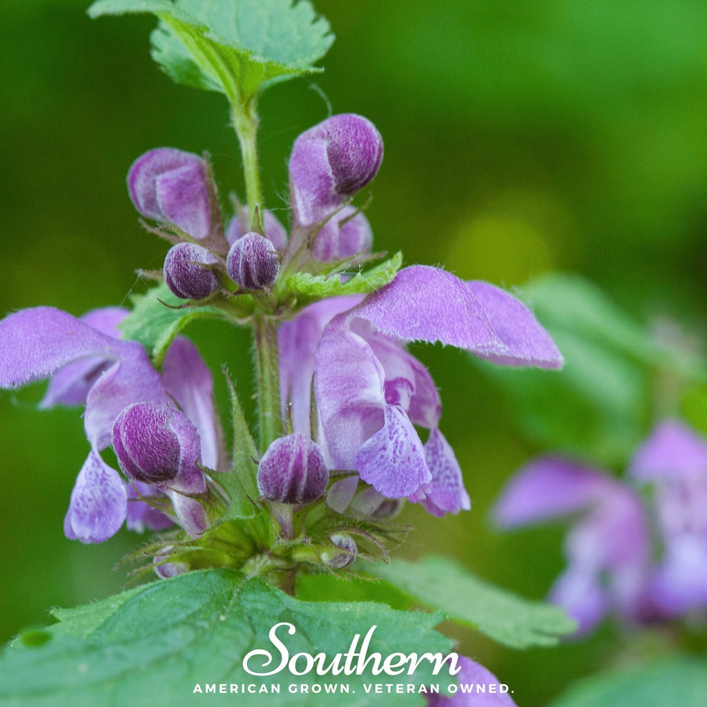 Official Mad Dog Skullcap – 50 Seeds | | Wiccan Center