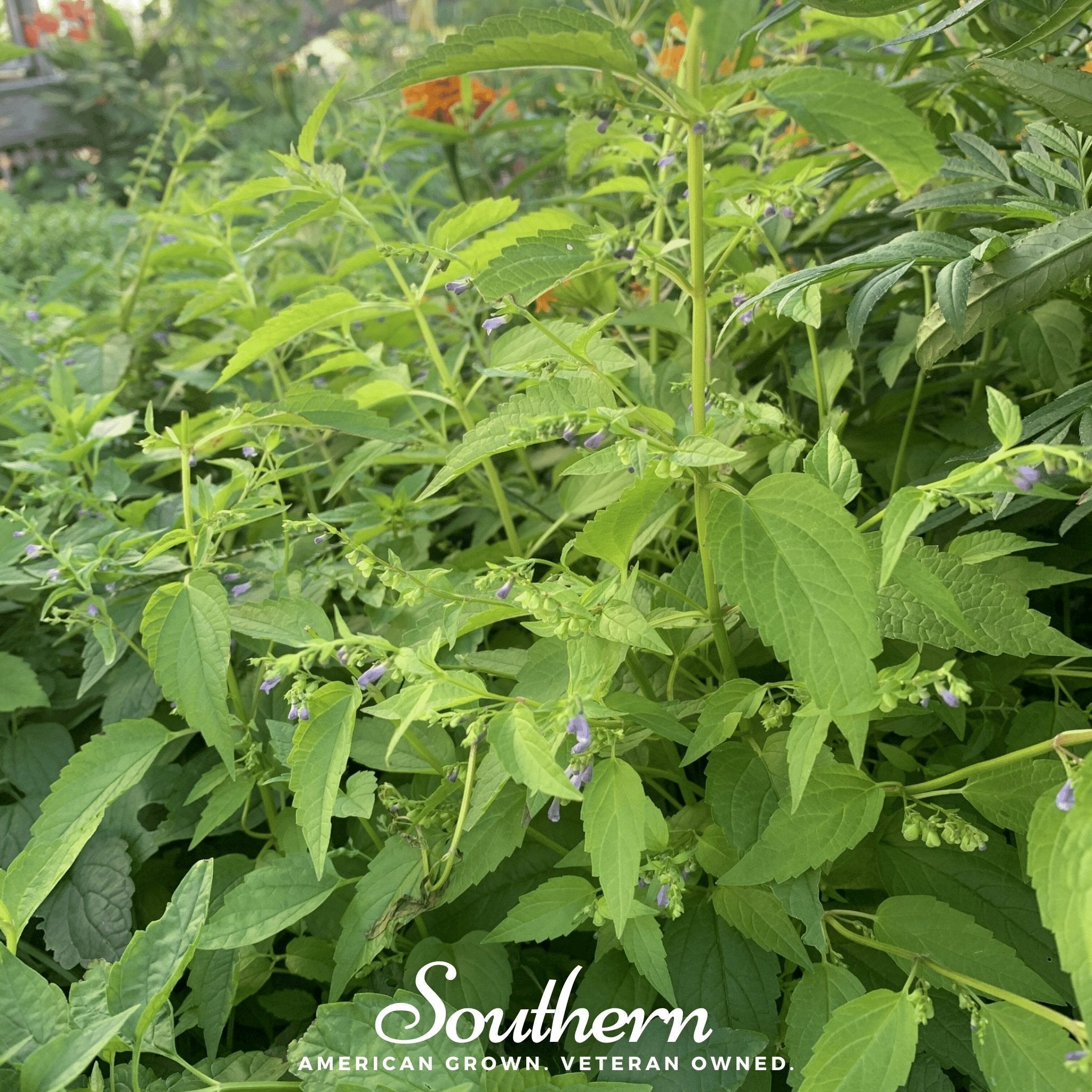 Official Mad Dog Skullcap – 50 Seeds | | Wiccan Center