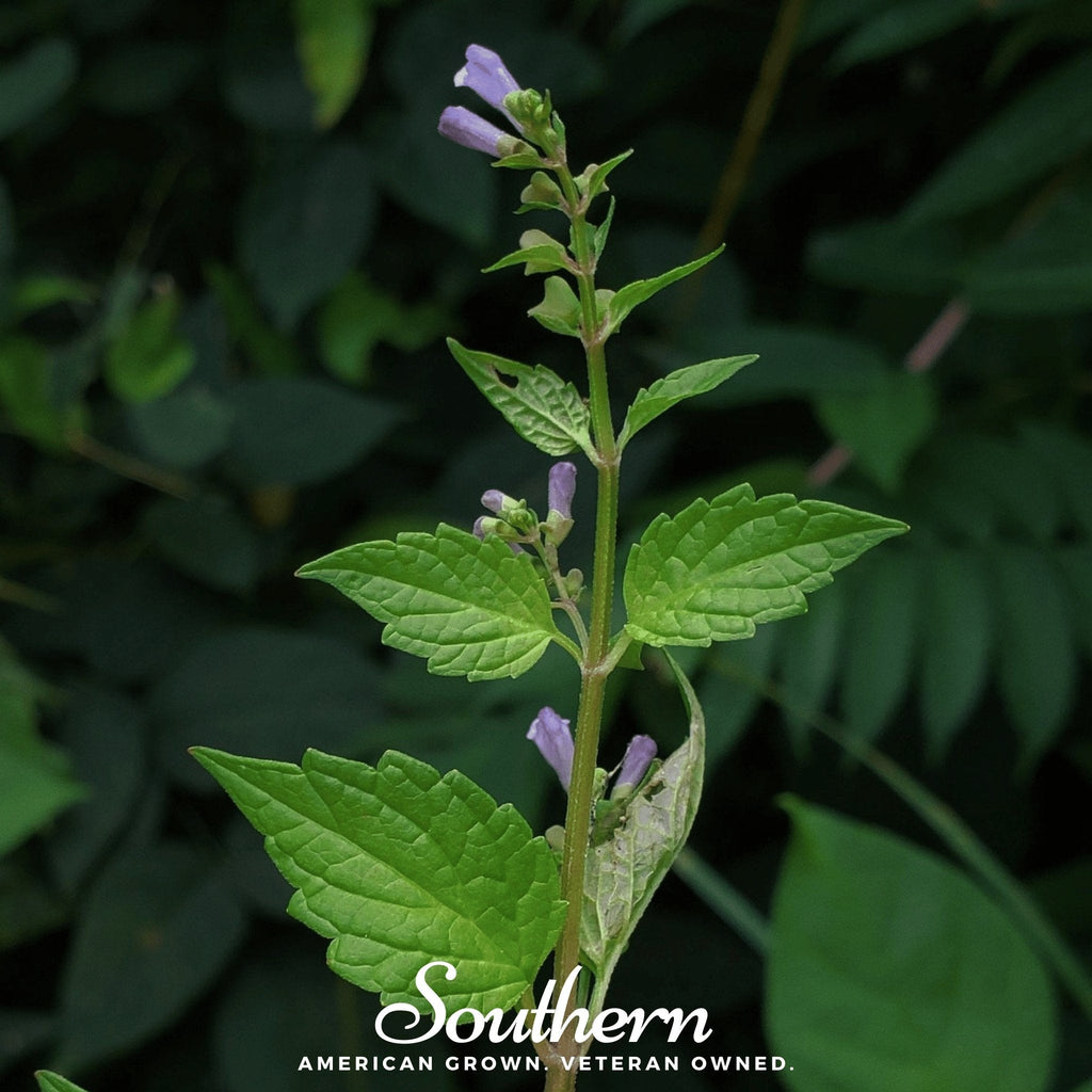 Official Mad Dog Skullcap – 50 Seeds | | Wiccan Center