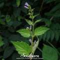 Official Mad Dog Skullcap – 50 Seeds | | Wiccan Center