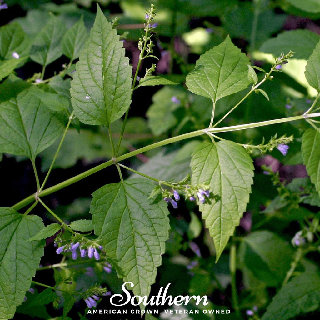 Official Mad Dog Skullcap – 50 Seeds | | Wiccan Center