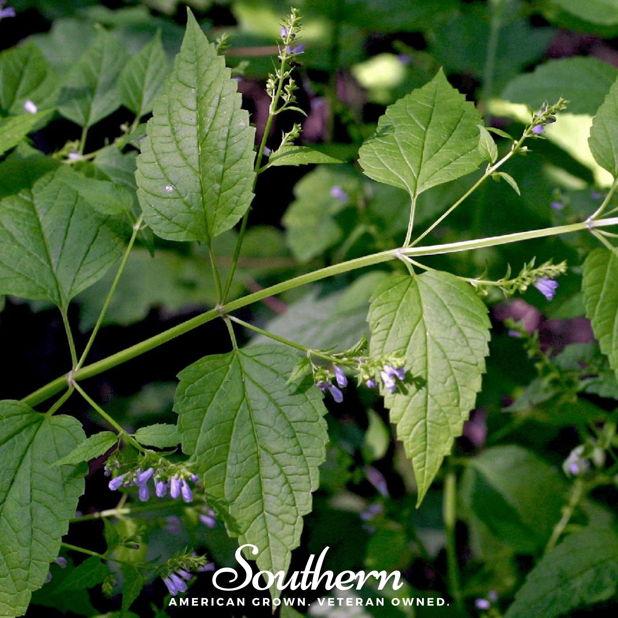 Official Mad Dog Skullcap – 50 Seeds | | Wiccan Center